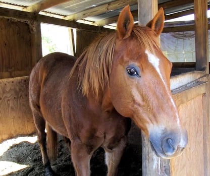 flooring options for horse stalls