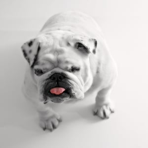 Bulldog on Vet Office Flooring.jpg