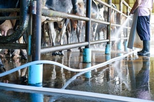 Milking Parlor Concrete Floors