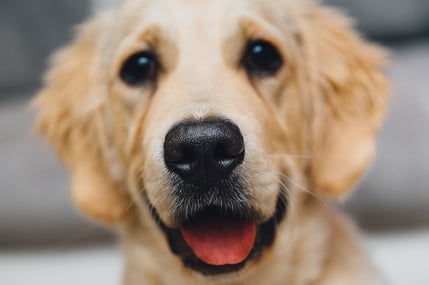 Pet shelter flooring solution