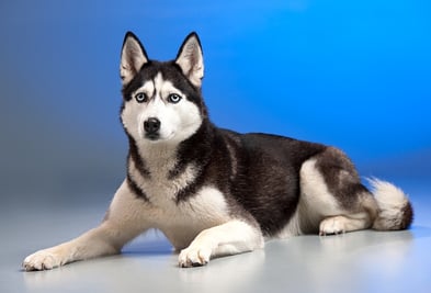 husky dog kennel floor.jpg